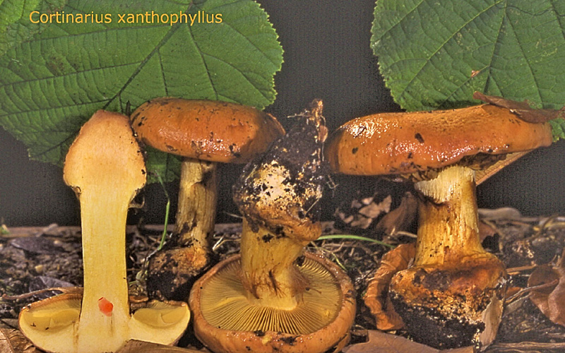 Cortinarius xanthophyllus-amf542.jpg - Cortinarius xanthophyllus ; Syn: Phlegmacium xanthophyllum ; Nom français: Cortinaire à lames jaunes